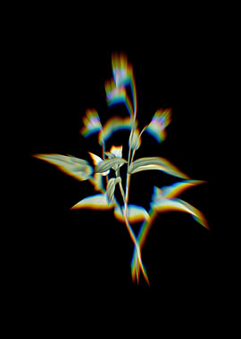 Prism Blue Spiderwort