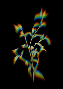 Prism Commelina Africana