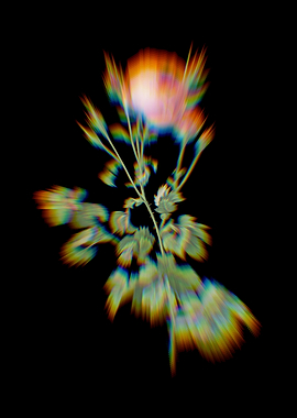 Prism Celery Leaved Rose