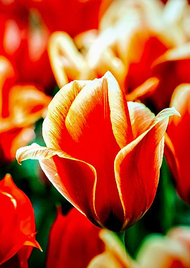 Magnificient Red Tulips