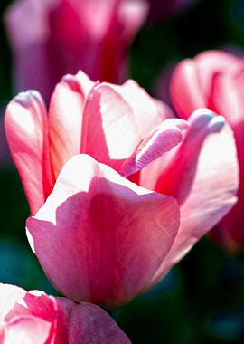 Sunlit Pink Tulip Flower