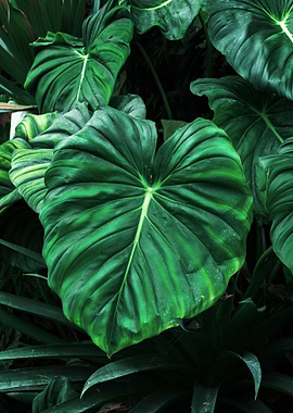 Tropical leaf