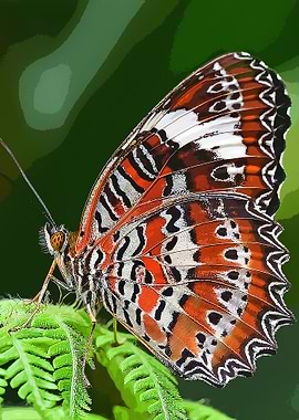 LEOPARD LACEWING BUTTERFLY