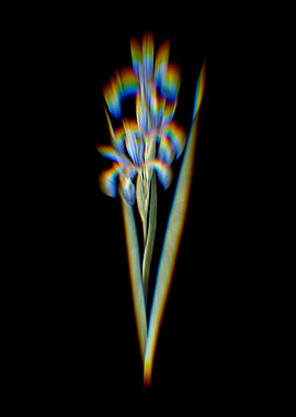 Prism Blue Iris Flowers