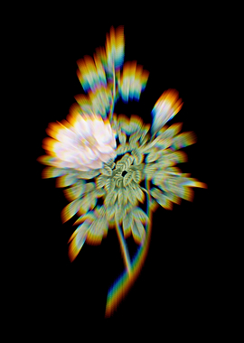 Prism Ventenats Rose Flora