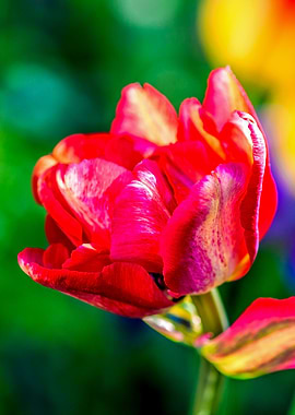 Red Parrot Tulip Flower