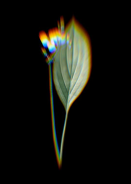 Prism Bulltongue Arrowhead