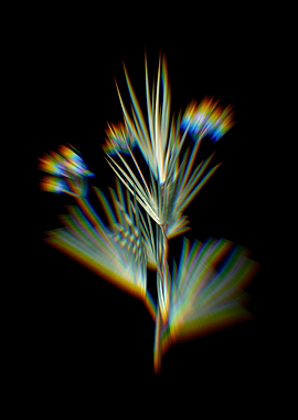 Prism Blue Stars Flowers