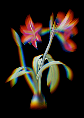 Prism Brazilian Amaryllis