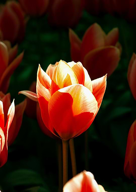 Sunshine And Orange Tulips