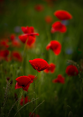 Poppy meadow