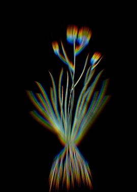 Prism Blue Corn Lily Flora