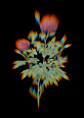 Prism Red Cabbage Rose