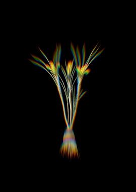 Prism Cloth of Gold Crocus