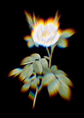 Prism White Rose Flowers