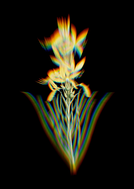 Prism Yellow Asphodel