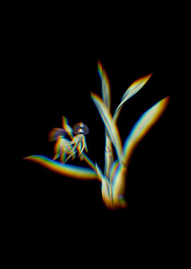 Prism Clamshell Orchid