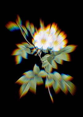 Prism White Rosebush