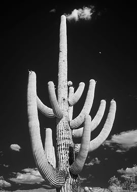 Southwest Desert Cactus