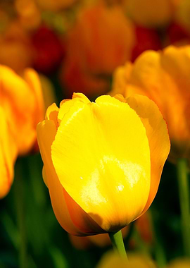 Sunlit Yellow Tulips