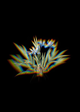 Prism Dwarf Crested Iris