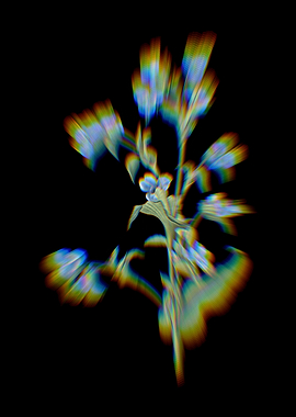 Prism Commelina Tuberosa