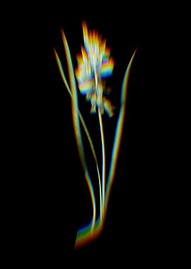 Prism Star of Bethlehem