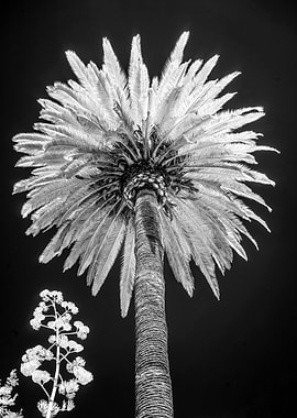 California Beach Palm