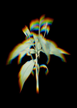 Prism Commelina Zanonia