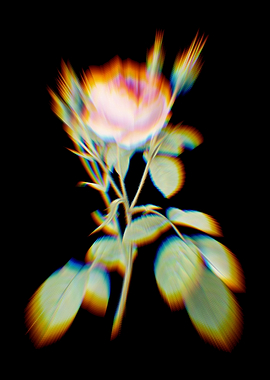 Prism Double Moss Rose