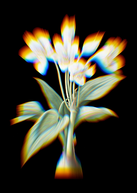 Prism Crinum Giganteum