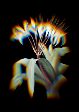 Prism Crinum Erubescens