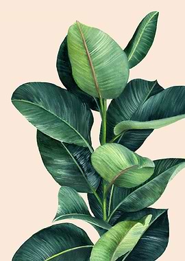 Ficus Illustration