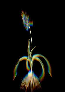 Prism Common Bluebell