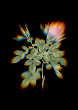 Prism Dwarf Damask Rose