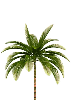 Palm