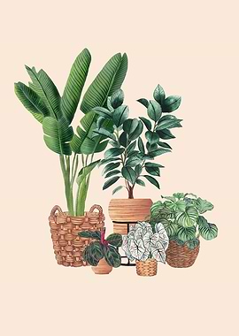 Plants in Baskets