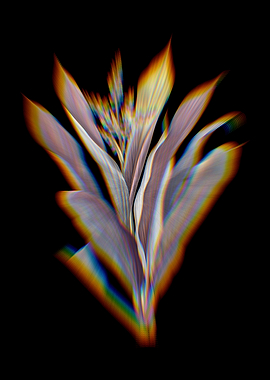 Prism Cordyline Fruticosa