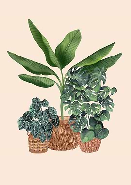 Plants in Baskets