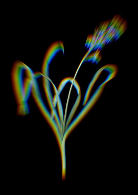 Prism Dutch Hyacinth