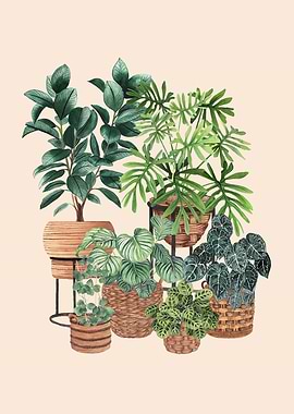 Variety of house plants