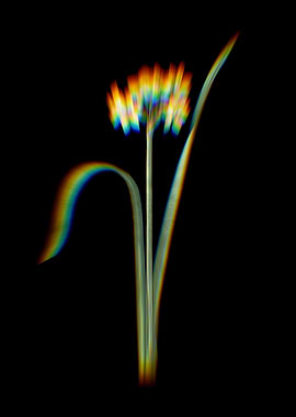 Prism Cowslip Cup Daffodil