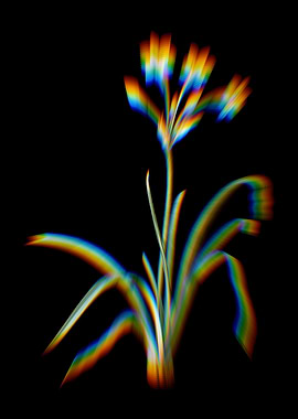 Prism Crytanthus Vittatus