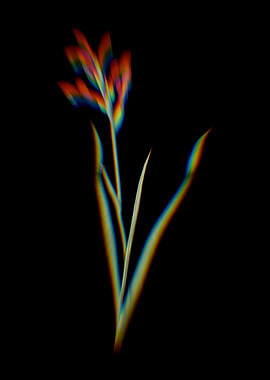 Prism Gladiolus Cunonius