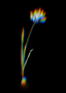 Prism Galaxia Ixiaeflora