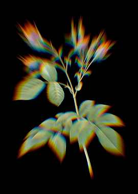 Prism Crimson Evrats Rose