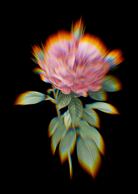 Prism Giant French Rose