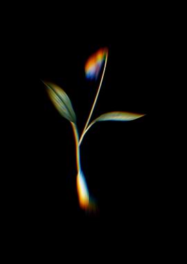 Prism Erythronium Flowers