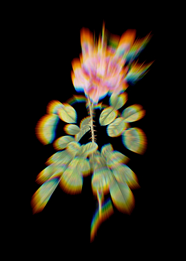 Prism Four Seasons Rose