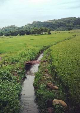 Rice Field of Emotions